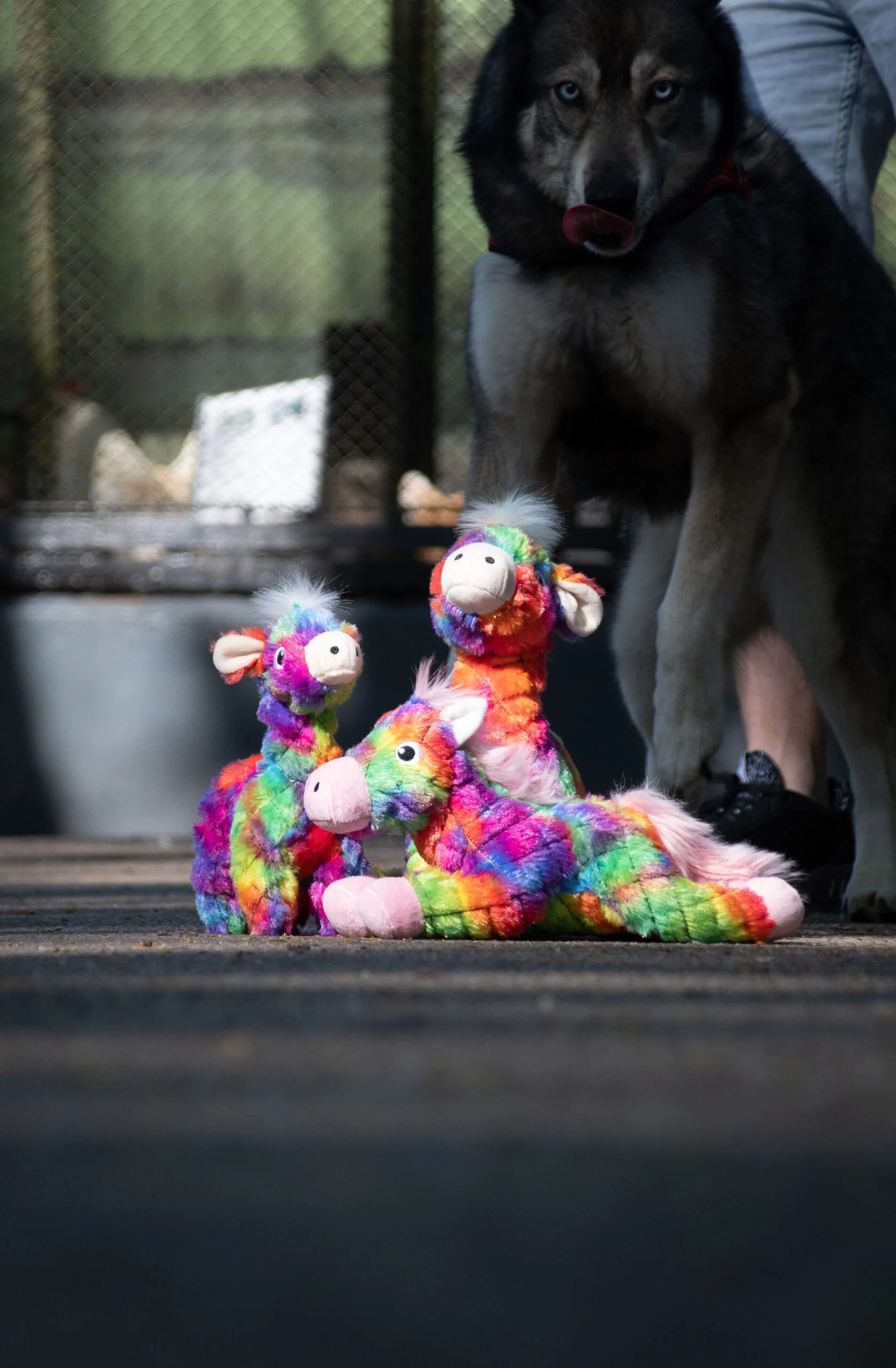 Peluche pour chien en matière recyclée avec couineur, L, 32 x 16 cm – FantaZoo Alpaca – Image 3