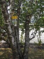 Piège à mouches d’extérieur avec 40 g d’appât – Flybuster Garden Trap – Image 5
