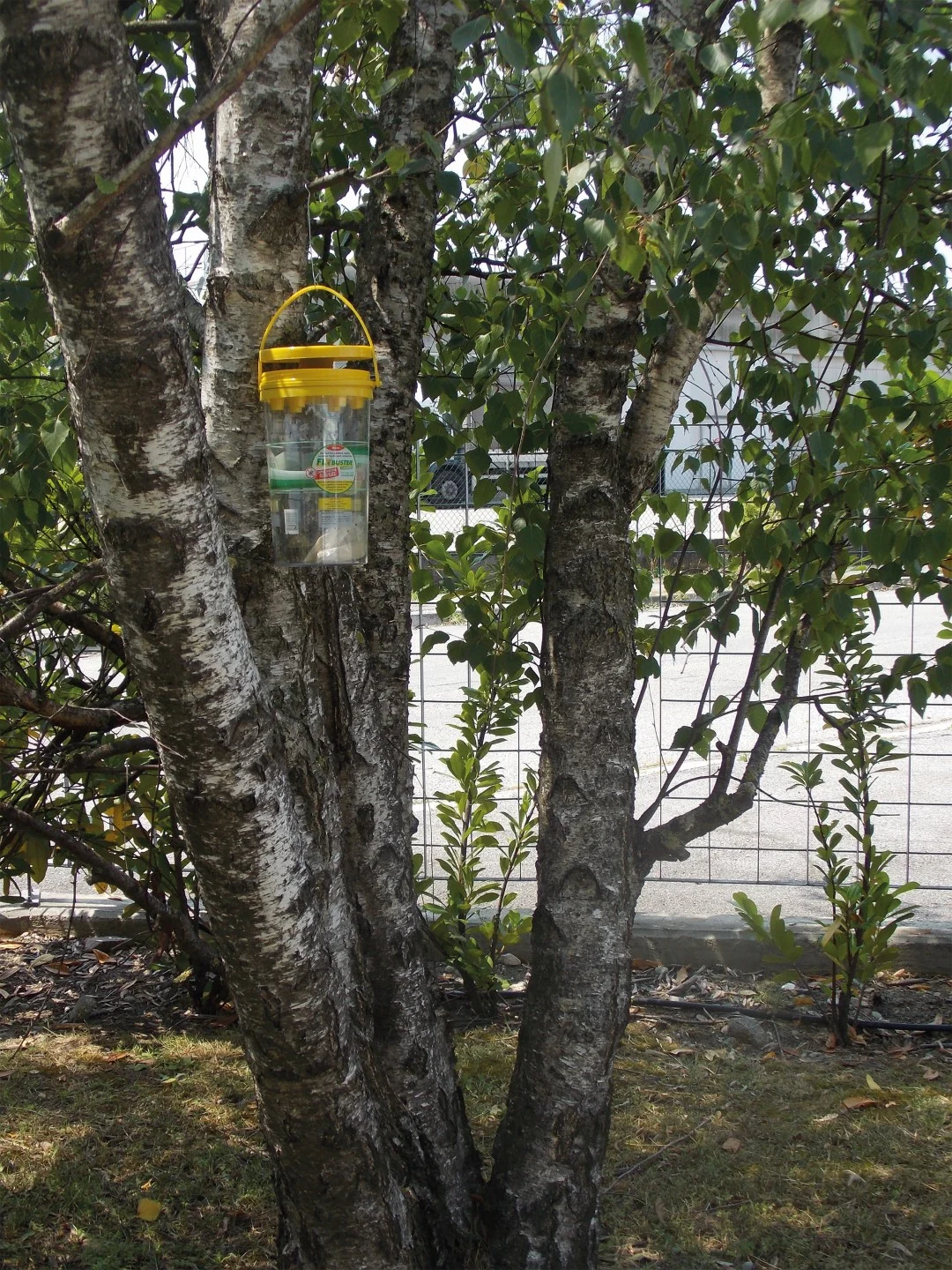 Piège à mouches d’extérieur avec 40 g d’appât – Flybuster Garden Trap – Image 5