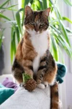 Souris jouet pour chats en pomme de pin et feutre avec Madnip, vert, 8 cm – Forest Friends Mouse – Image 3