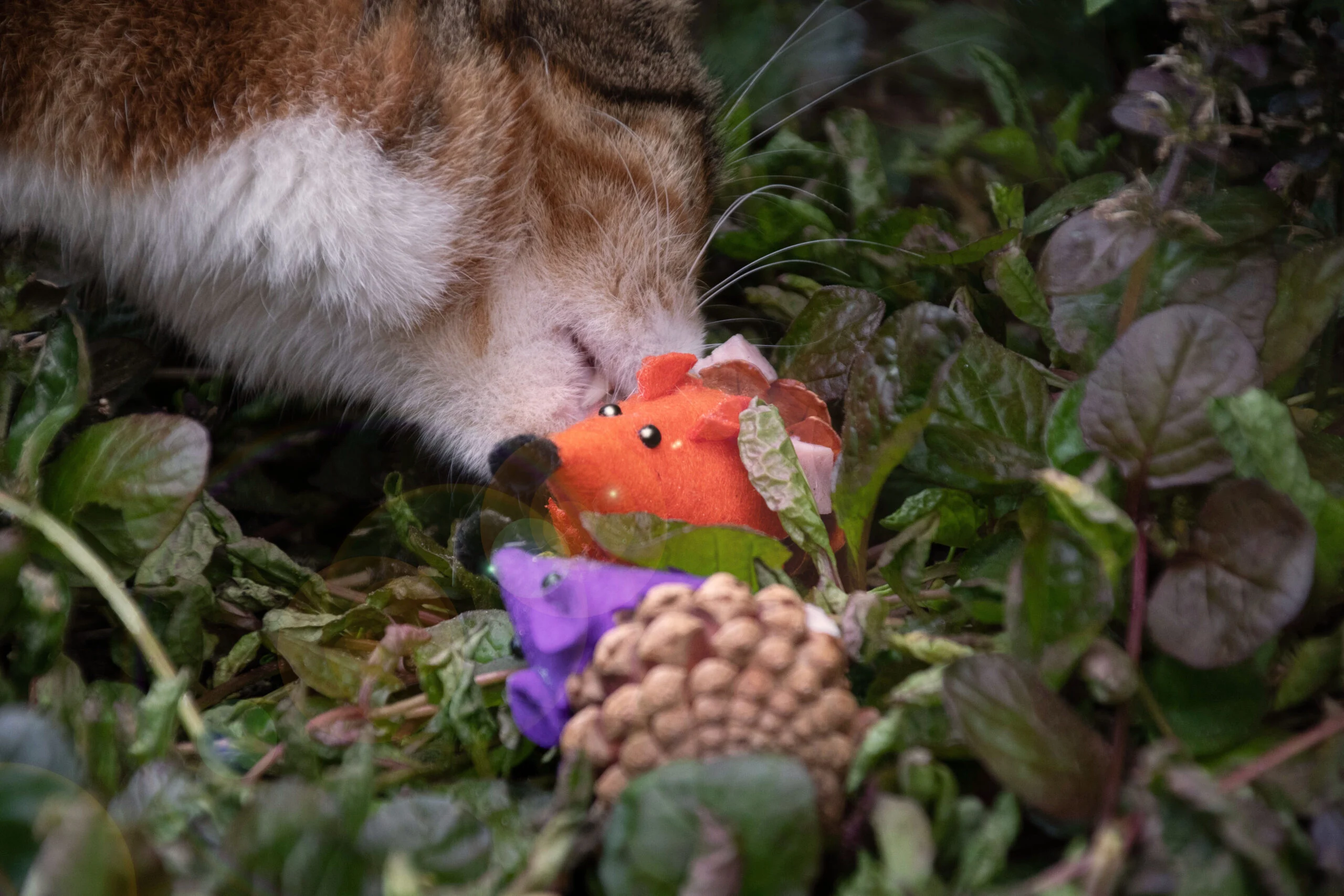 Souris pour chat en pomme de pin et feutre avec Madnip, orange, 8 cm – Forest Friends Mouse – Image 3