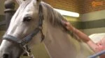 Spray lustrant démêlant pour crinière et queue de cheval, 250 ml – Paardenpraat TV Glans Spray – Image 2