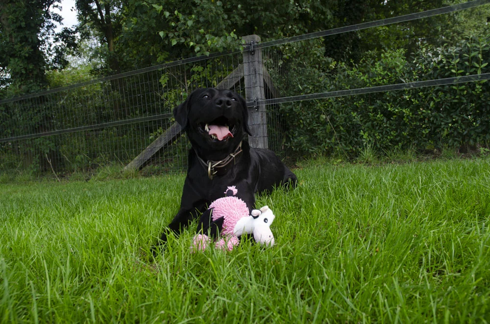 Peluche vache pour chien avec 5 couineurs, 22 x 22 cm – Fuzzle – Image 3