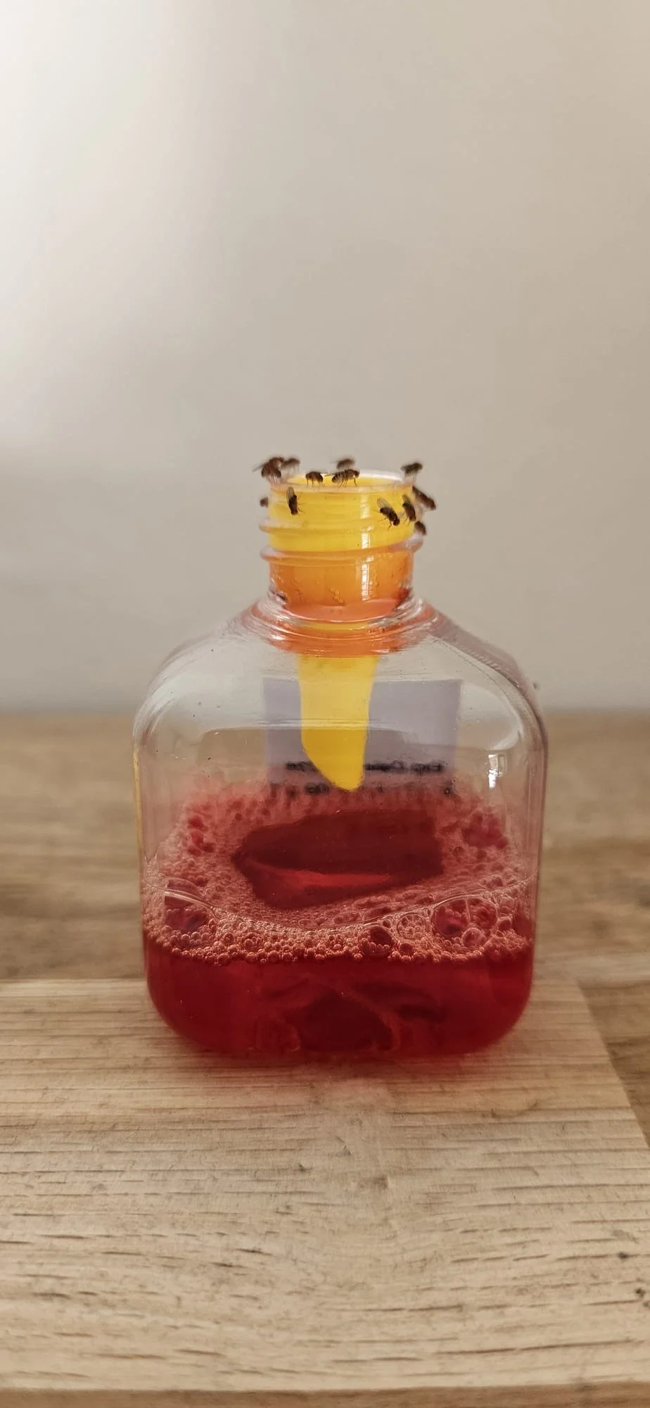 Piège à mouches des fruits pour intérieur, 20 ml – Knock Pest – Image 2