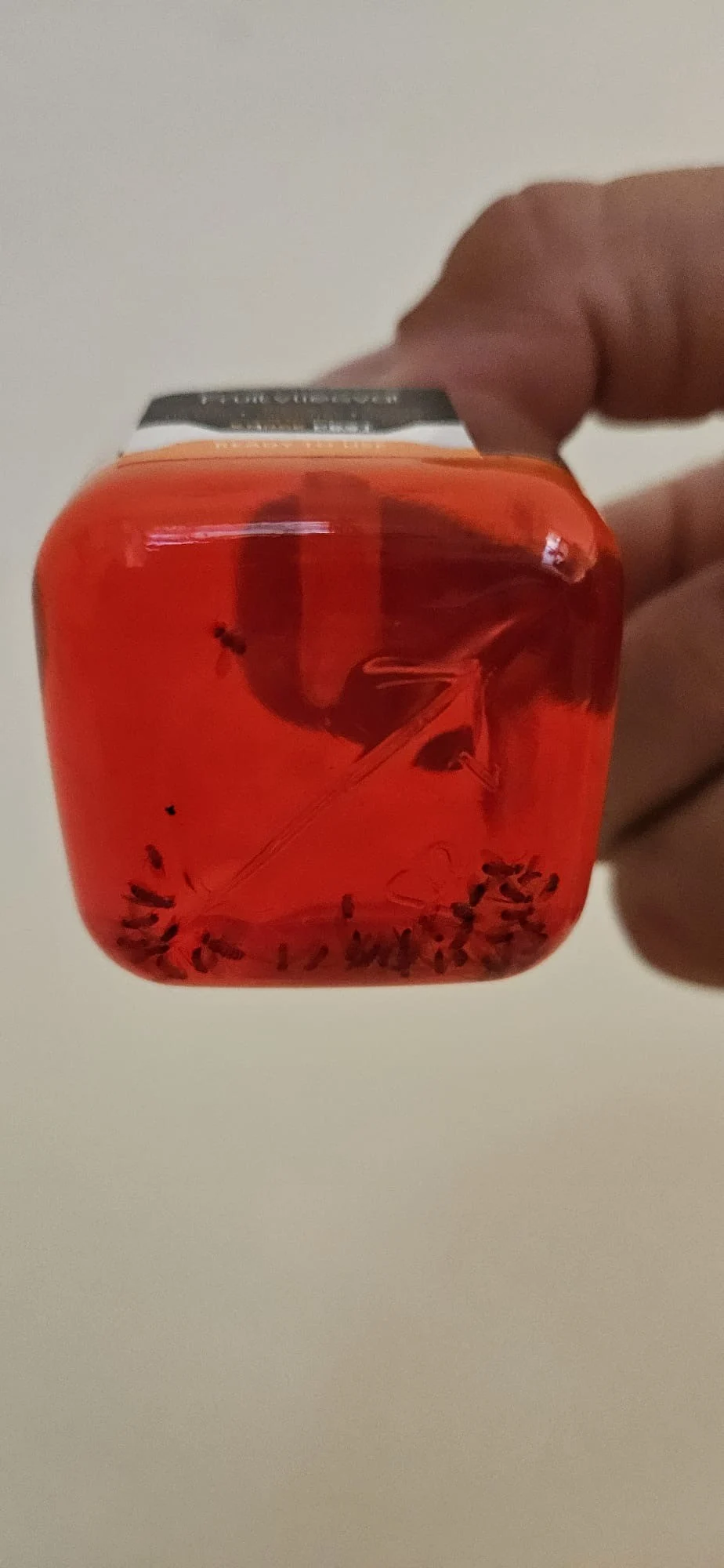 Piège à mouches des fruits pour intérieur, 20 ml – Knock Pest – Image 3
