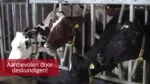 Boisson calcique pour vaches laitières autour du vêlage – Excellent Calbal Plus – Image 2