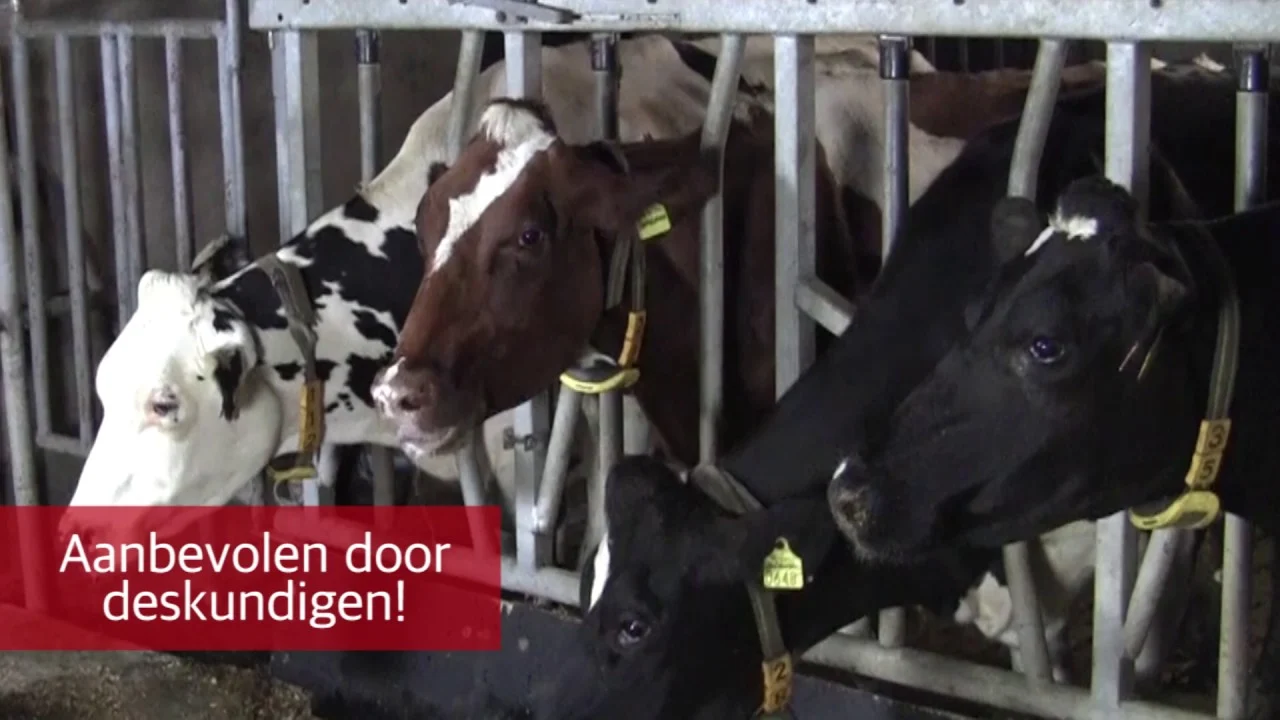 Boisson calcique pour vaches laitières autour du vêlage – Excellent Calbal Plus – Image 2