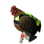 Gilet pour poule avec bande fluorescente, 24 x 31,5 cm – Gaun – Image 2
