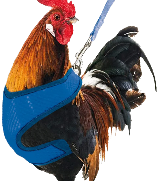 Harnais pour poule avec laisse de 114 cm et fermeture à clip – Gaun
