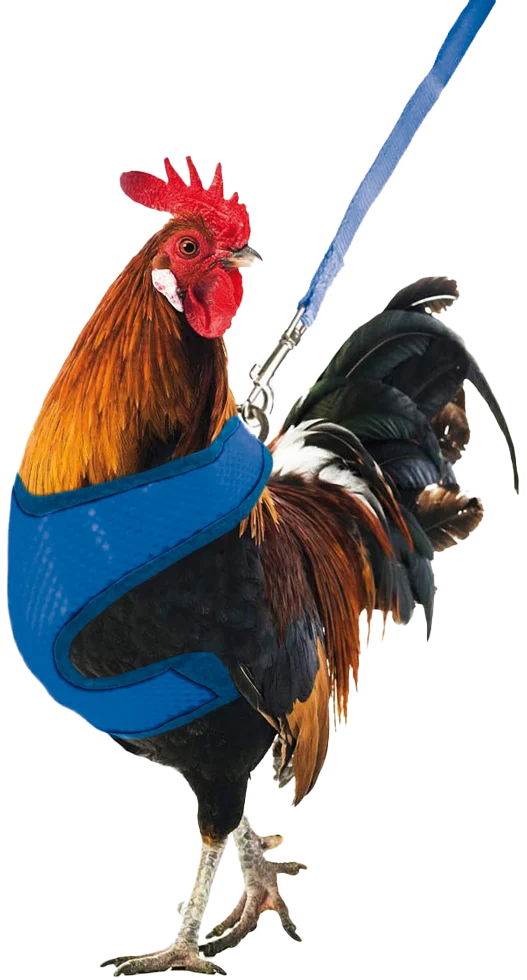 Harnais pour poule avec laisse de 114 cm et fermeture à clip – Gaun – Image 1