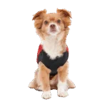 Manteau pour chien avec doublure en peluche et extérieur déperlant, taille XS, rouge et noir – Goo-eez Mock Neck Signature Wrap Jacket – Image 5