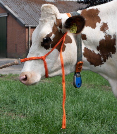 Licol en nylon tressé réglable pour grandes vaches, orange – Excellent