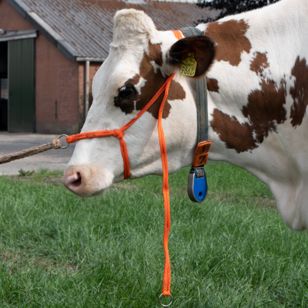 Licol en nylon tressé réglable pour grandes vaches, orange – Excellent