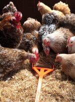 Distributeur de friandises pour poules 56 x 11,5 cm – Hentastic Fun Feeder