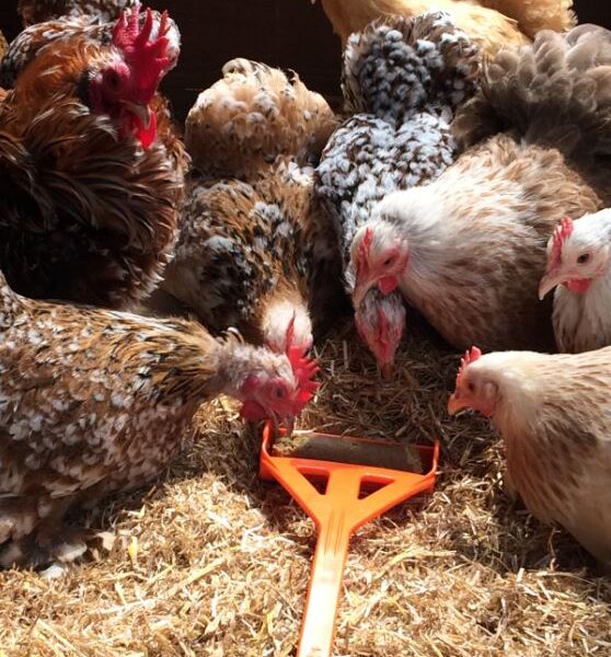 Distributeur de friandises pour poules 56 x 11,5 cm – Hentastic Fun Feeder