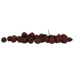 Cynorrhodon pour chevaux, pour le maintien de sabots sains, 1 kg – Excellent Horse Herbs Cynorrhodon – Image 2