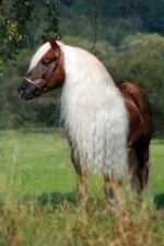 Spray démêlant pour crinière et queue, 500 ml – Excellent Horse Hi Gloss Spray – Image 4