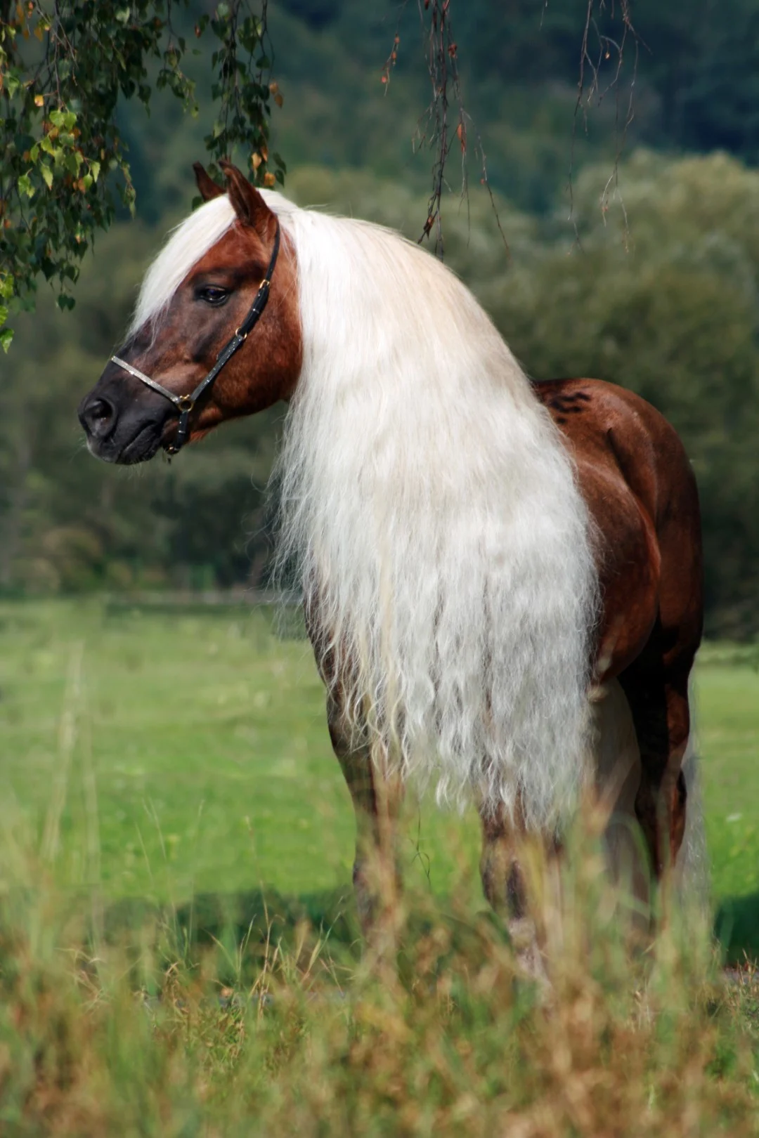 Spray démêlant pour crinière et queue, 500 ml – Excellent Horse Hi Gloss Spray – Image 4
