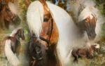 Spray démêlant pour crinière et queue, 500 ml – Excellent Horse Hi Gloss Spray – Image 3