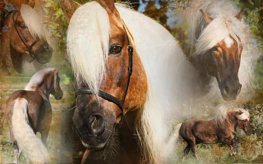 Spray démêlant pour crinière et queue, 500 ml – Excellent Horse Hi Gloss Spray – Image 3
