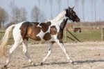 Spray pailleté pour la robe, la crinière et la queue, 250 ml – Excellent Horse Hi Gloss Glitter Spray Silver – Image 2