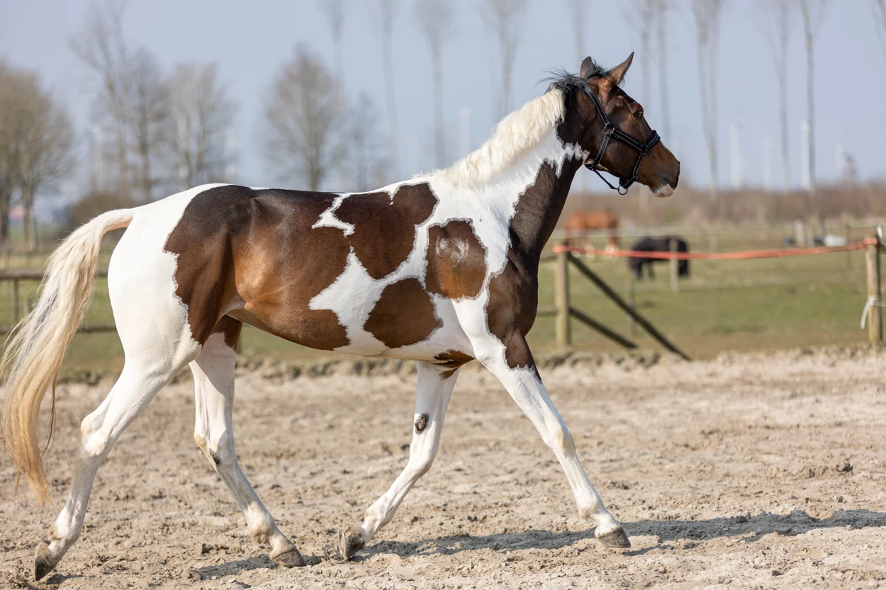Spray pailleté pour la robe, la crinière et la queue, 250 ml – Excellent Horse Hi Gloss Glitter Spray Silver – Image 2