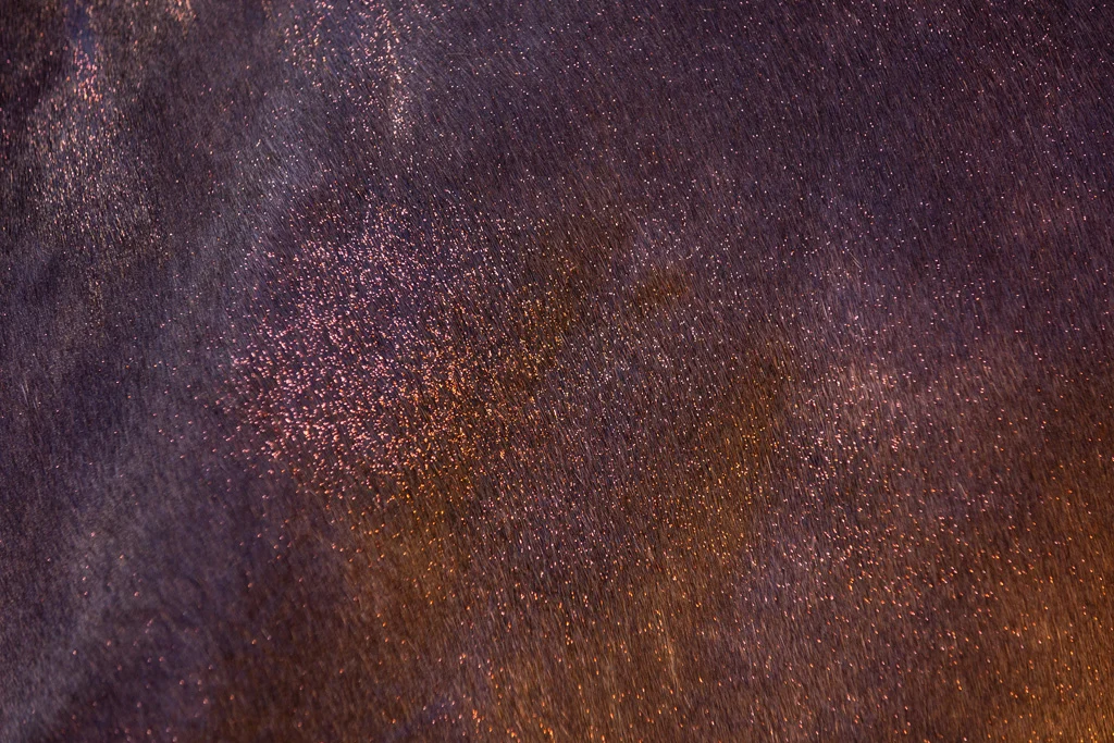 Spray pailleté pour le pelage, la crinière et la queue, 250 ml – Excellent Horse Hi Gloss Glitter Spray Orange – Image 3