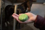 Shampoing solide pour chevaux avec après shampoing, à l’aloe vera, 60 g – Excellent Horse Hi Gloss Shampoo Bar – Image 3