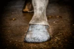 Vernis à sabots pailleté argenté, 150 ml – Excellent Horse Hi Gloss Glitter Hoof Polish – Image 2