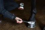 Vernis à sabots pailleté argenté, 150 ml – Excellent Horse Hi Gloss Glitter Hoof Polish – Image 3