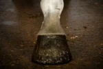 Vernis pailleté pour sabots doré, 150 ml – Excellent Horse Hi Gloss Glitter Hoof Polish – Image 2