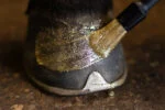 Vernis pailleté pour sabots doré, 150 ml – Excellent Horse Hi Gloss Glitter Hoof Polish – Image 4