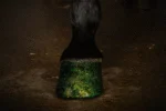 Vernis pailleté vert pour sabots, 150 ml – Excellent Horse Hi Gloss Glitter Hoof Polish – Image 2