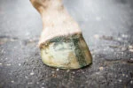 Vernis pailleté vert pour sabots, 150 ml – Excellent Horse Hi Gloss Glitter Hoof Polish – Image 3