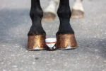 Vernis pailleté orange pour sabots, 150 ml – Excellent Horse Hi Gloss Glitter Hoof Polish – Image 2