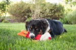 Jouet pour chien en tuyau de pompier, S – Hozies Jeffrey Jungle – Image 5