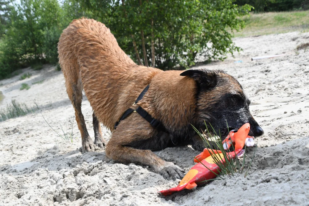 Jouet pour chien en tuyau de pompier, S – Hozies Jeffrey Jungle – Image 3
