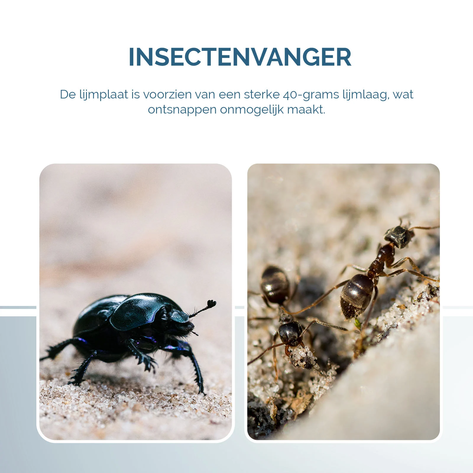 Plaque engluée pour insectes pliable en forme de livre, noire, 22 x 17 cm – Hofman Pest Control – Image 5