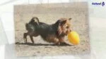 Œuf jouet pour chien en plastique, violet, 30 cm – Jolly Pets Egg – Image 5