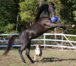Balle de jeu pour cheval vert océan parfumée à la pomme, 25 cm – Jolly Pets Jolly Ball – Image 4