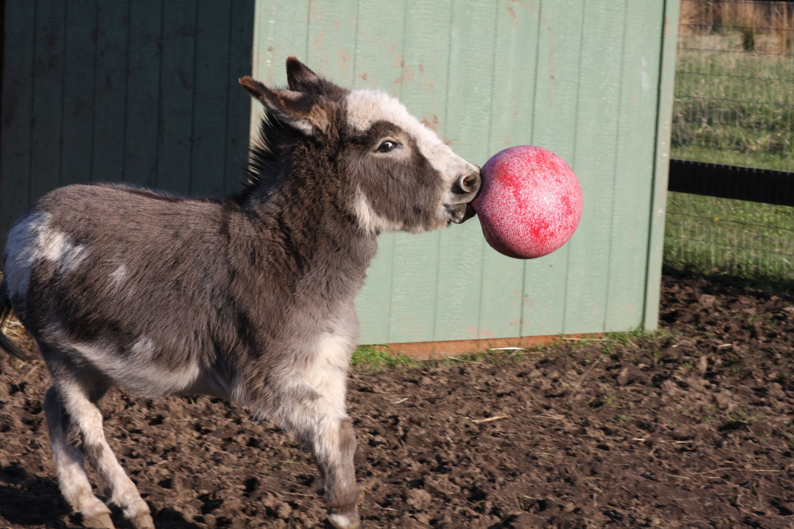 Balle de jeu pour chevaux rouge, inodore, 25 cm – Jolly Pets Jolly Ball – Image 2