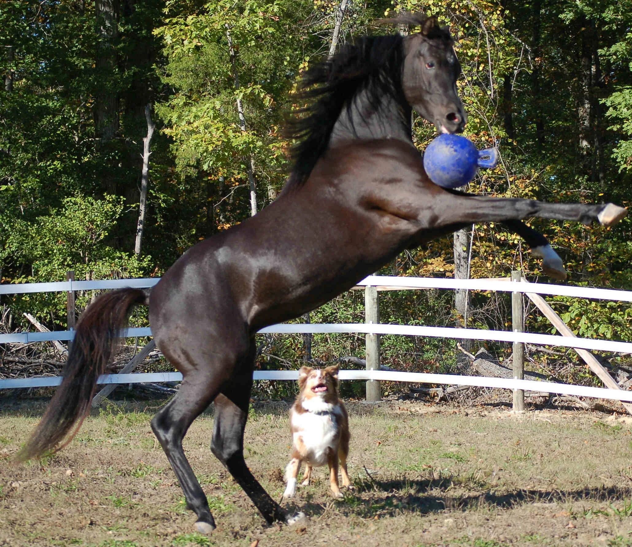 Balle de jeu pour chevaux rouge, inodore, 25 cm – Jolly Pets Jolly Ball – Image 4