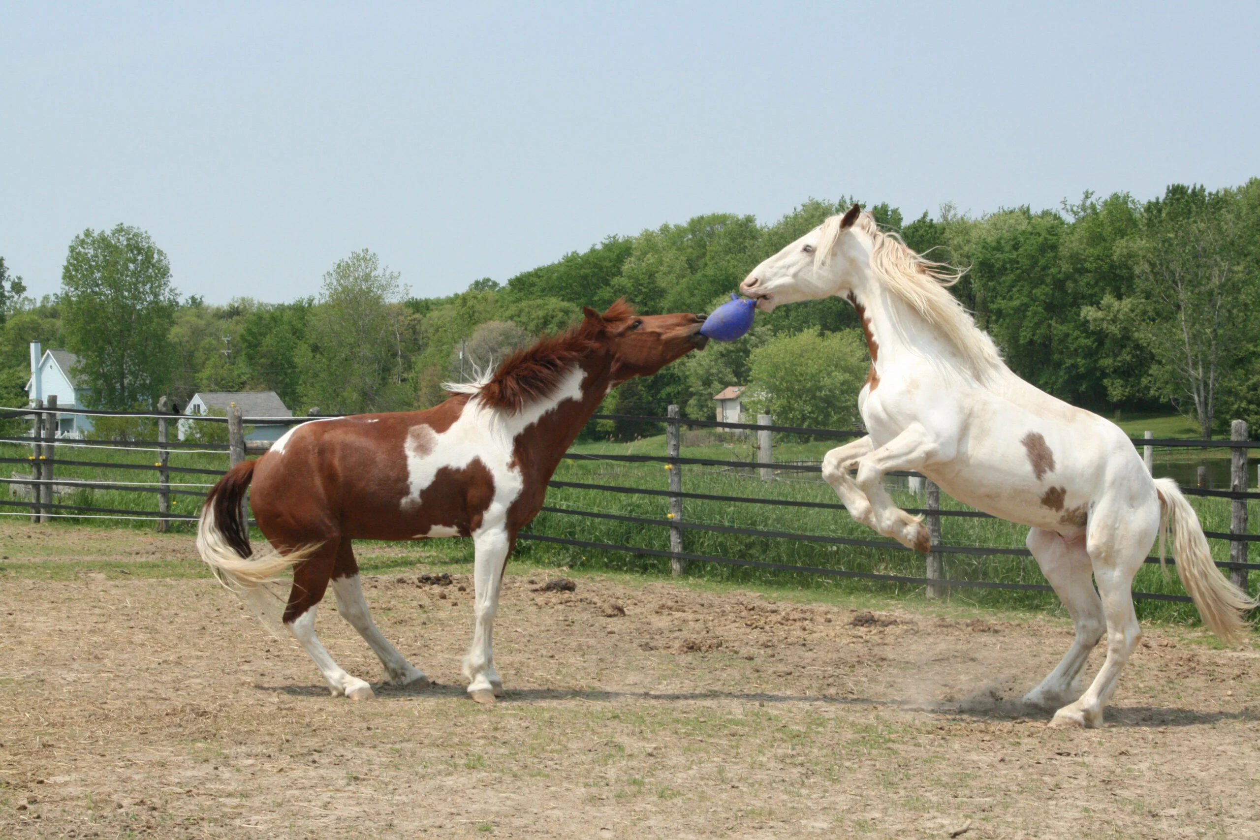 Balle de jeu pour chevaux bleu foncé sans odeur, 25 cm – Jolly Pets Jolly Ball – Image 2
