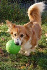 Balle pour chien à rapporter, verte, 15 cm – Jolly Pets Jolly Soccer Ball – Image 4