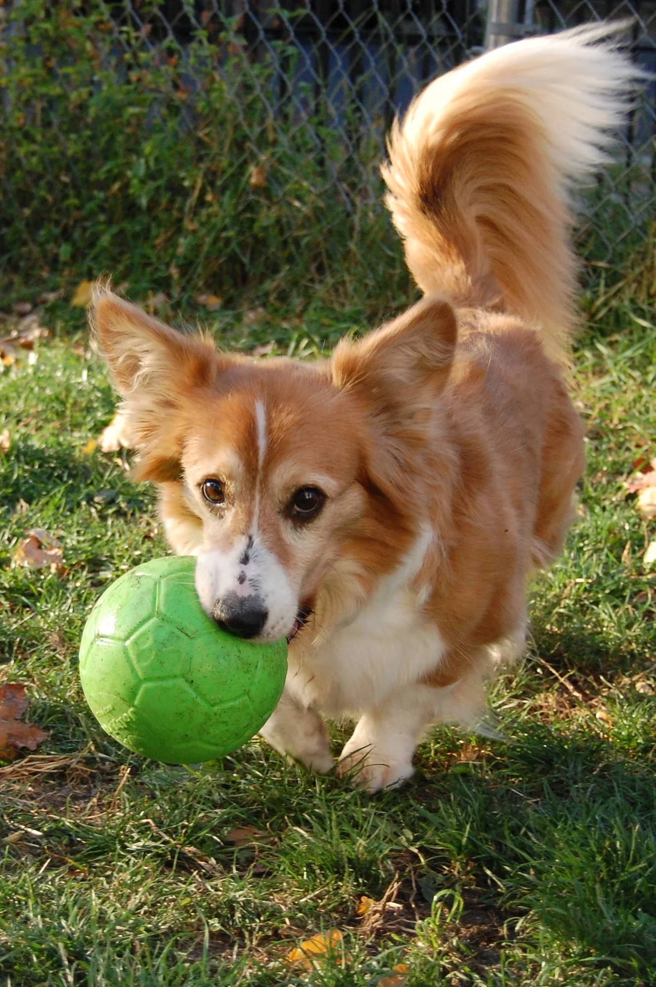 Balle pour chien à rapporter, verte, 15 cm – Jolly Pets Jolly Soccer Ball – Image 4