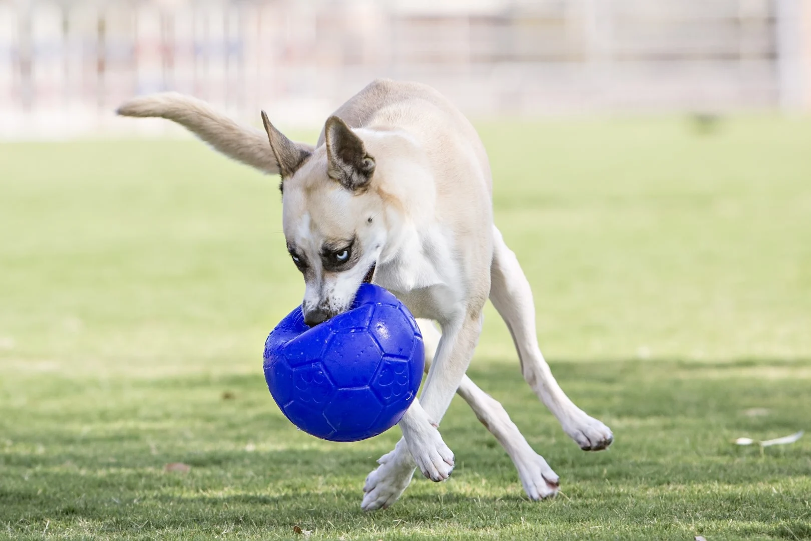 Balle pour chien à rapporter, bleu clair, 15 cm – Jolly Pets Jolly Soccer Ball – Image 4