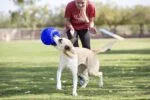 Balle pour chien à rapporter, bleu clair, 15 cm – Jolly Pets Jolly Soccer Ball – Image 5