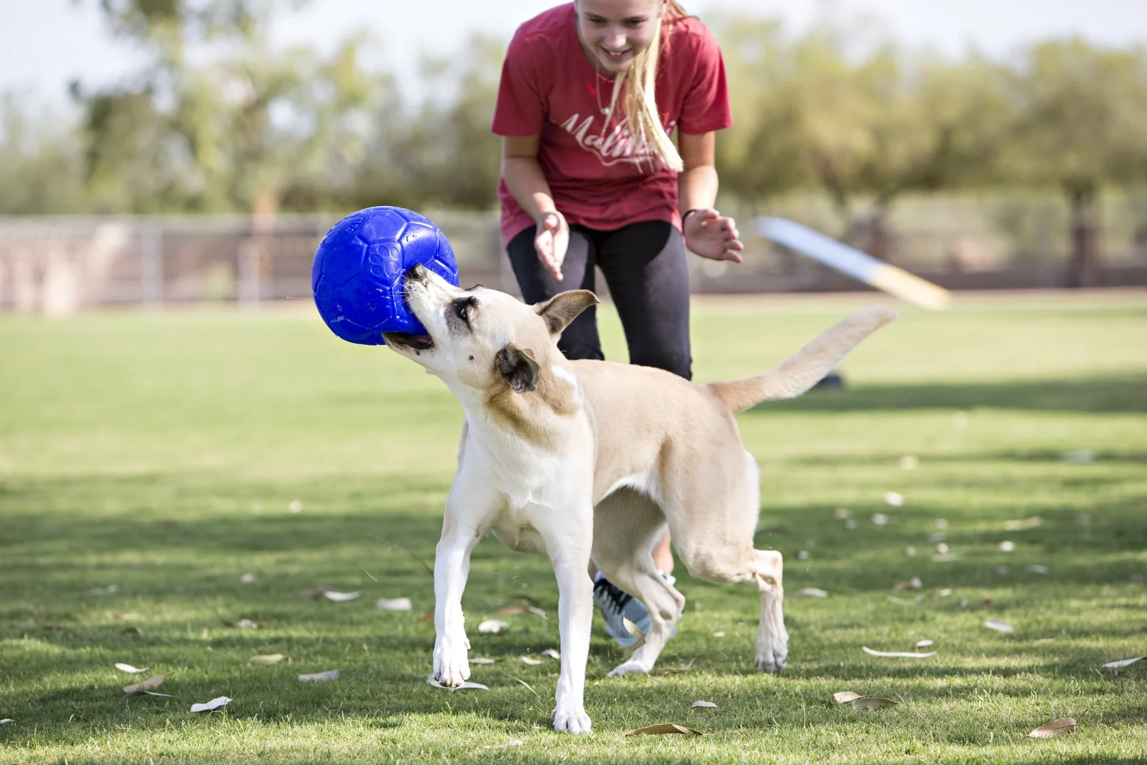 Balle pour chien à rapporter, bleu clair, 15 cm – Jolly Pets Jolly Soccer Ball – Image 5
