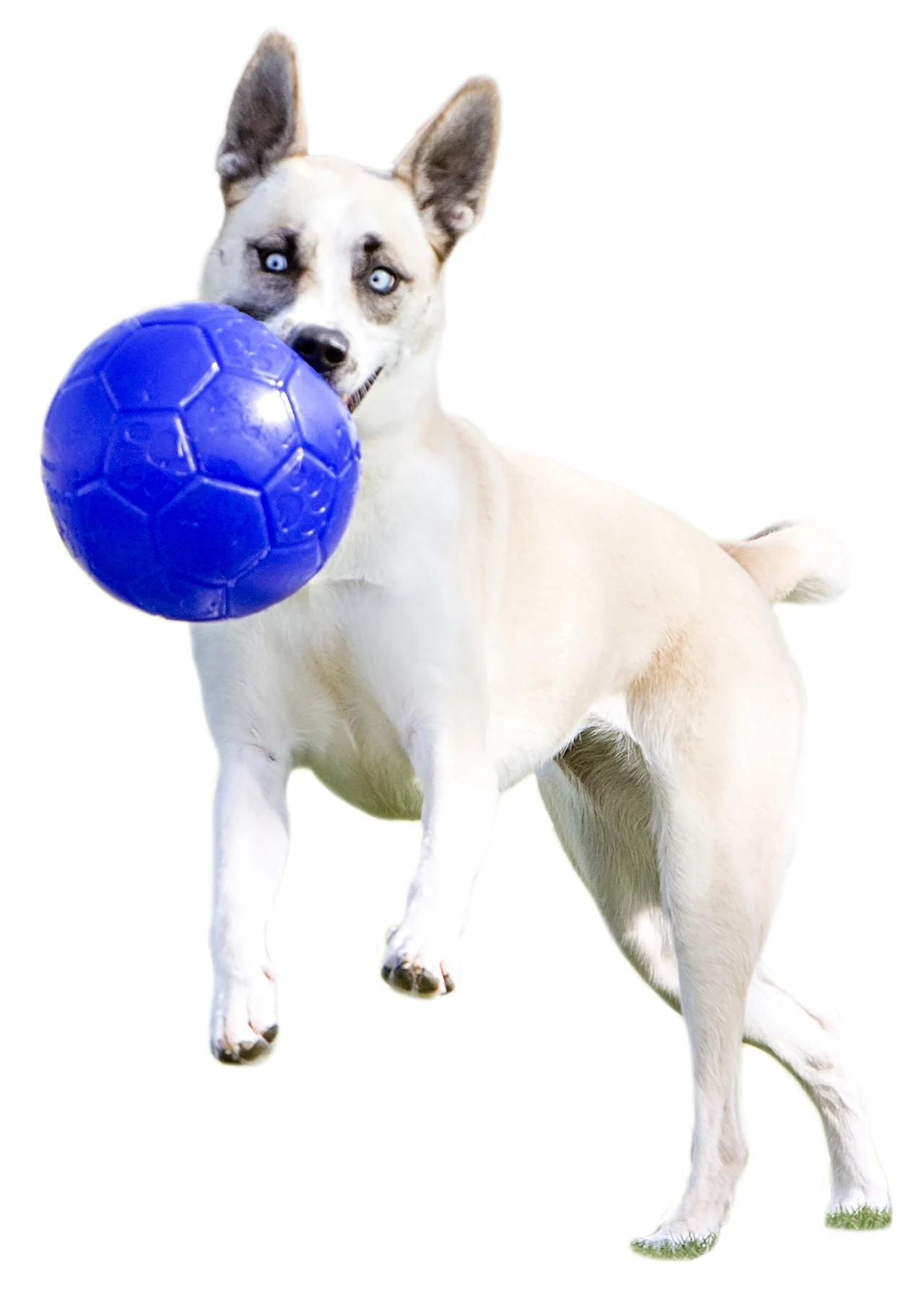 Balle pour chien à rapporter, bleu clair, 15 cm – Jolly Pets Jolly Soccer Ball – Image 6