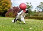 Balle flottante pour chien, violet clair XL (25 cm) – Jolly Pets Tug-n-Toss – Image 4